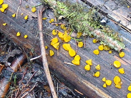 witches butter