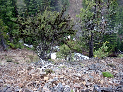 down to Bridge Creek