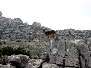 Mountain goat at El Torcal