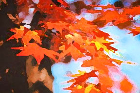 pretty autumn leaves